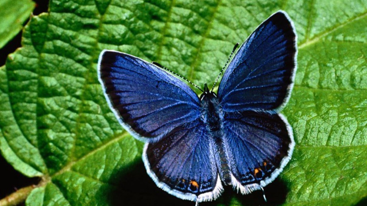 Синяя бабочка