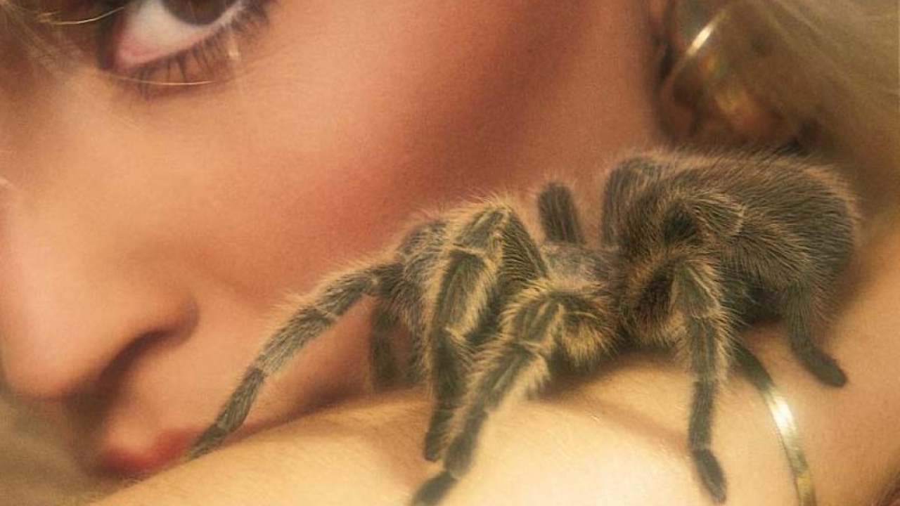 Паук на теле