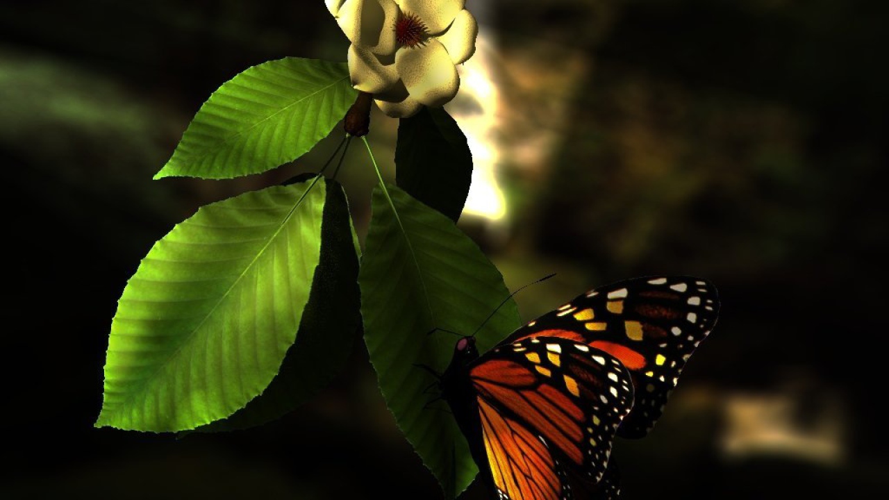 Лето бабочка