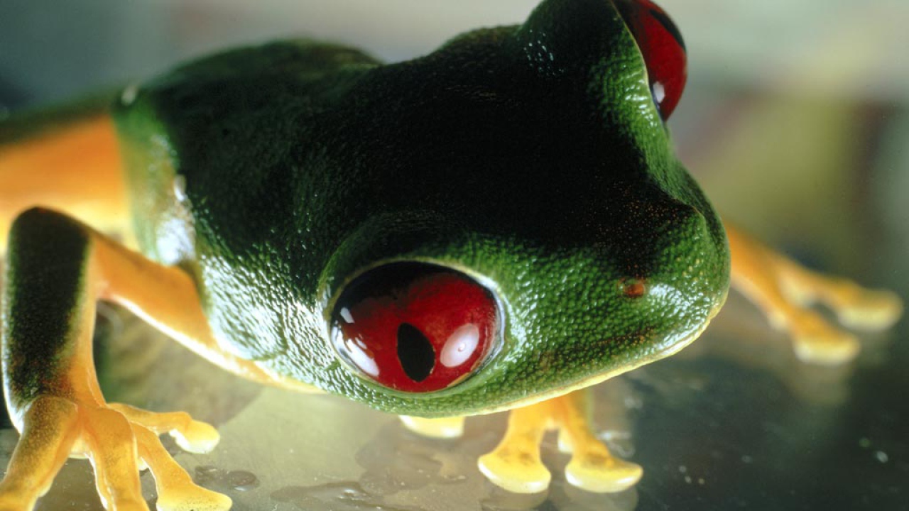 Лягушка Самая ядовитая лягушка