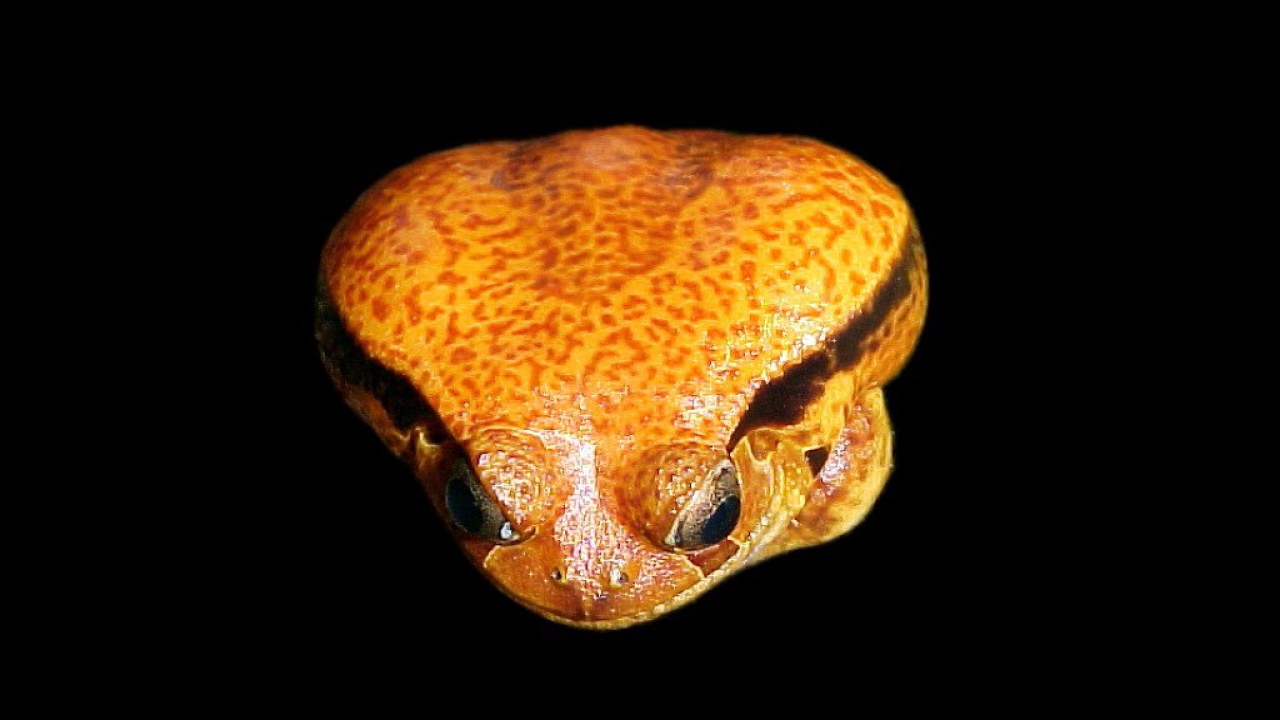 Ядовитая лягушка