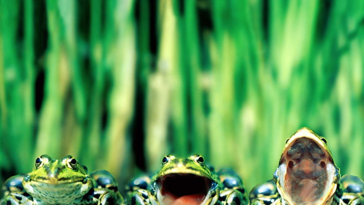 Три лягушки