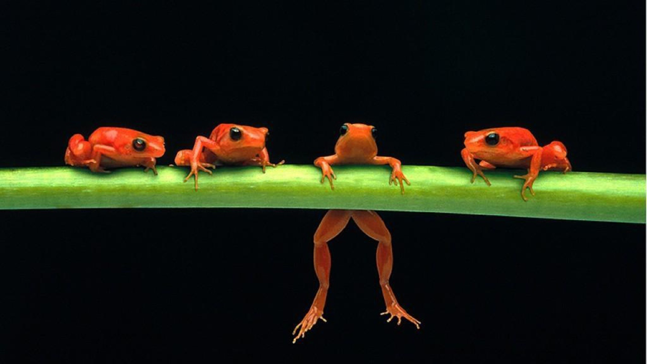 Лесные лягушки