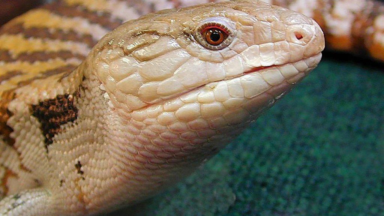 Ядовитая змея