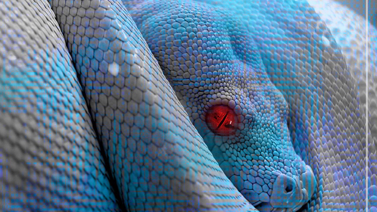 Голубой питон