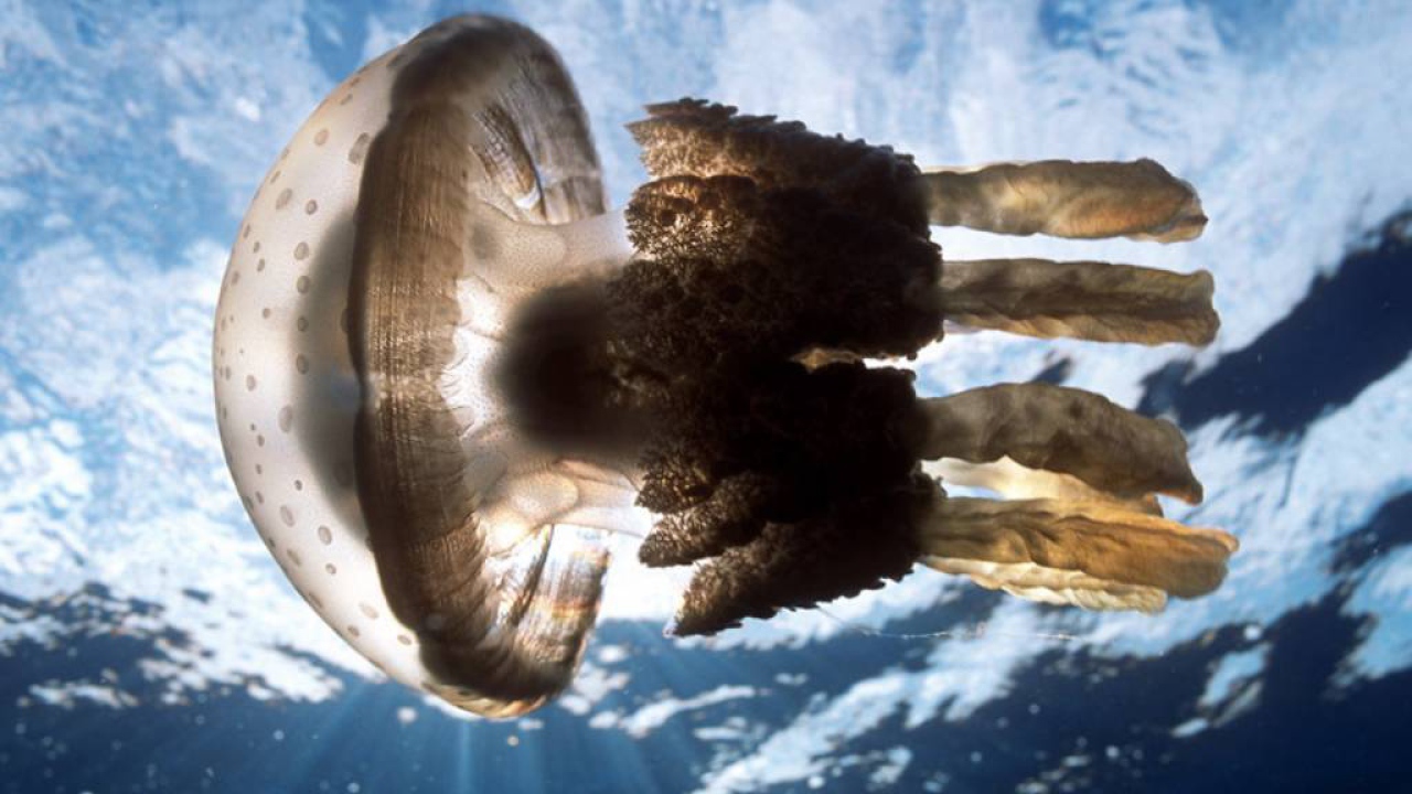 Огромная медуза