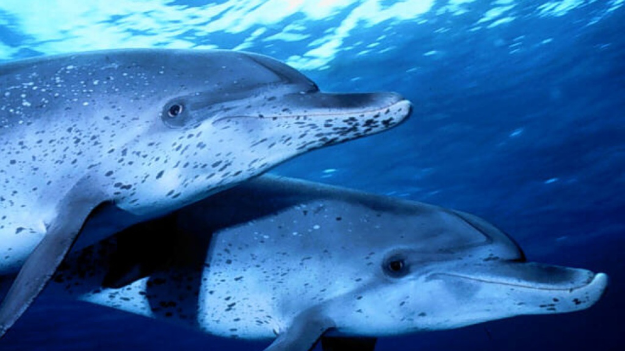 Два дельфина