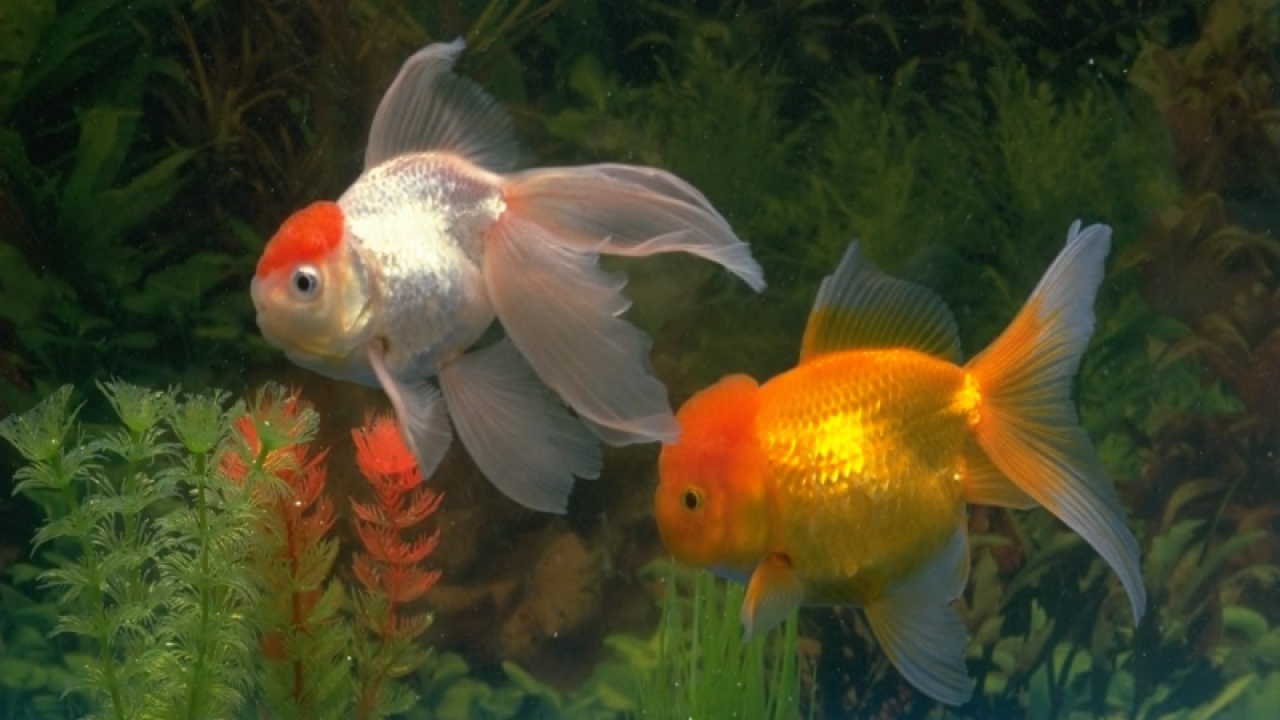 Золотые рыбки