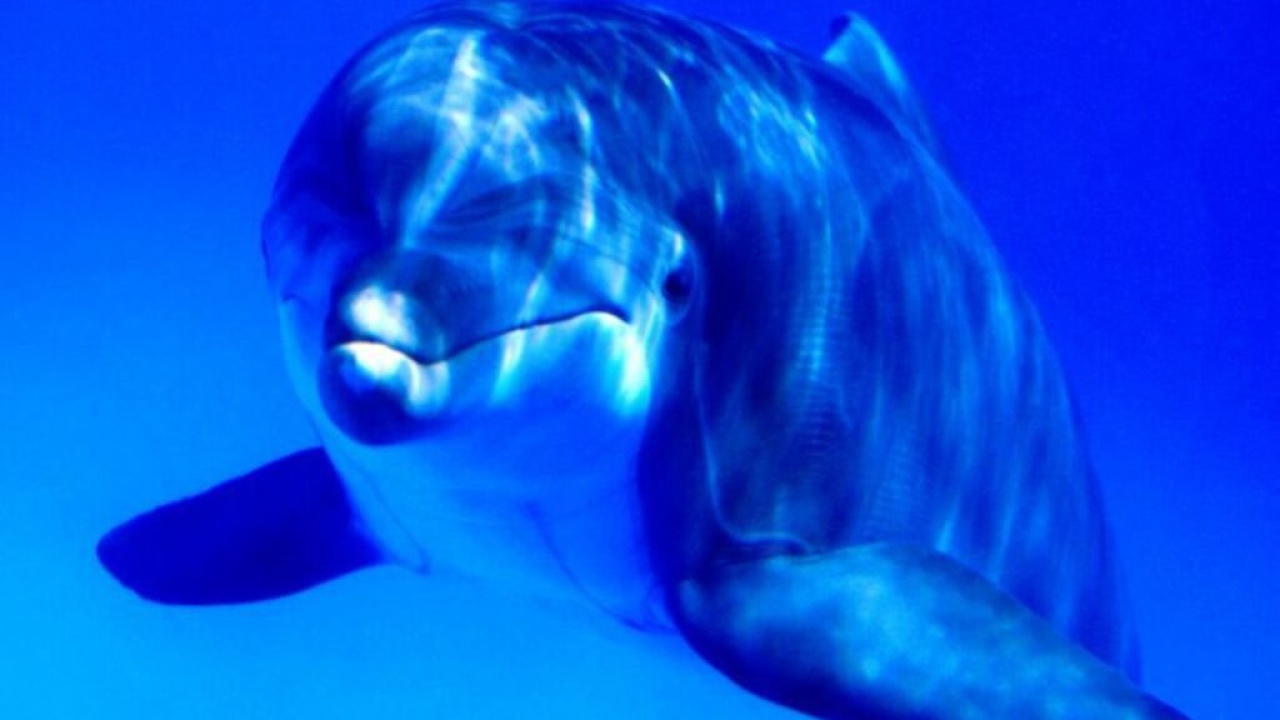Дельфин млекопитающие