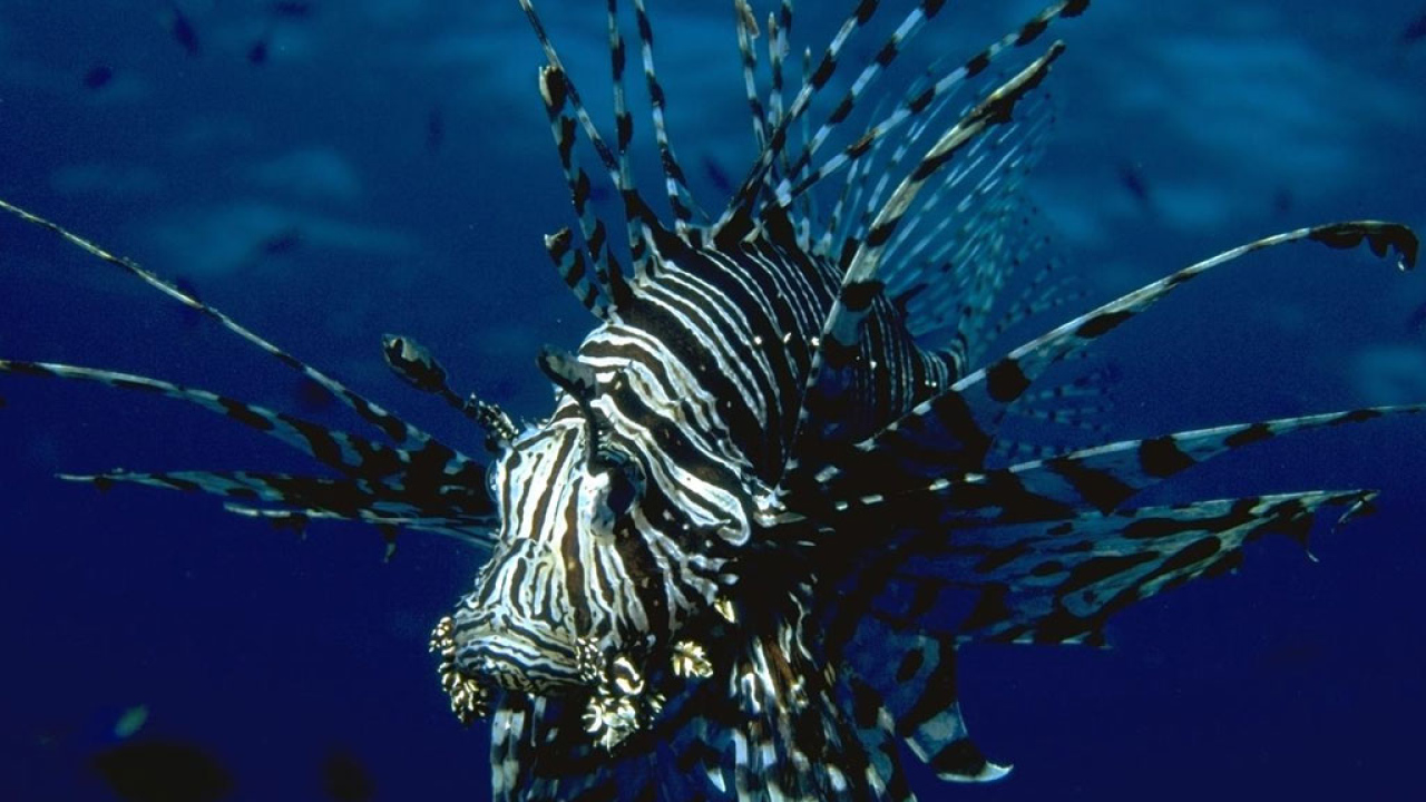 Полосатая рыба