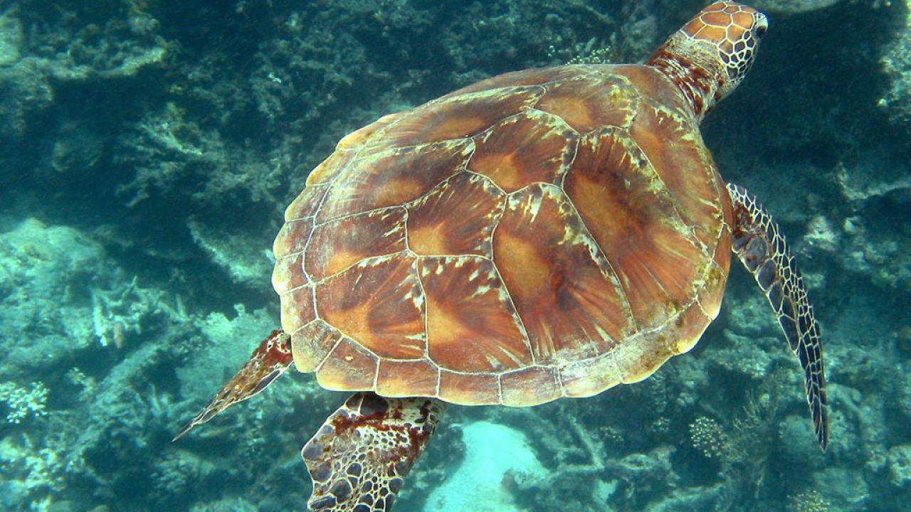 Морская черепаха