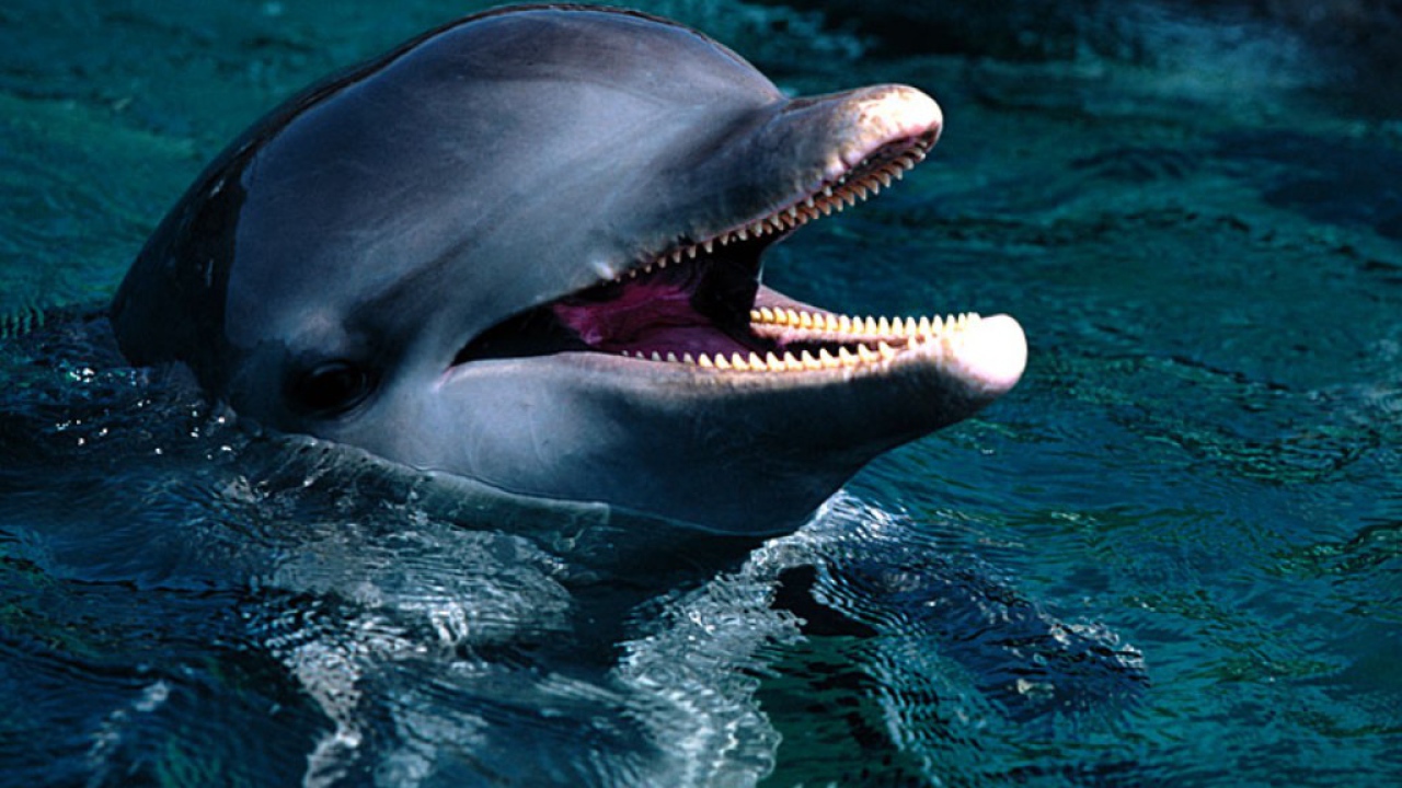 Маленький дельфин