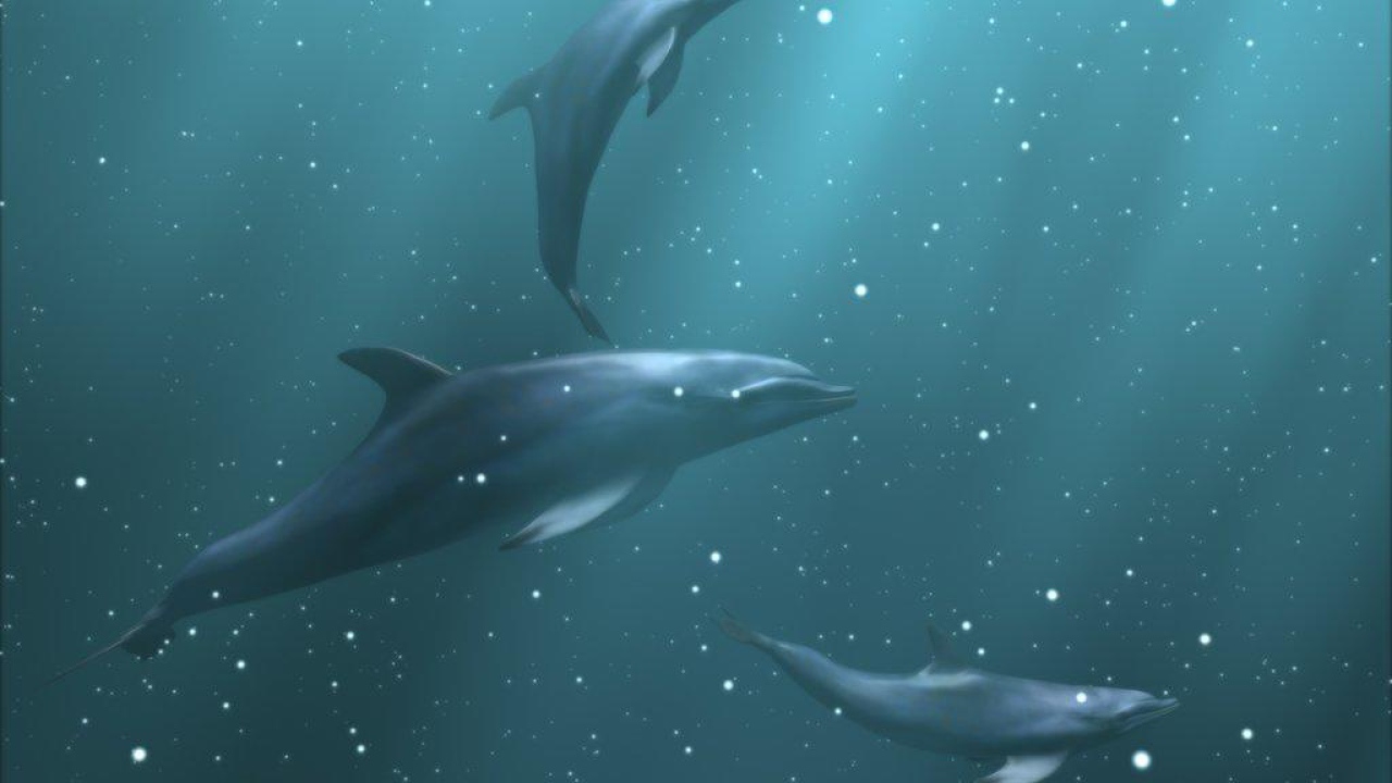 Дельфины под водой
