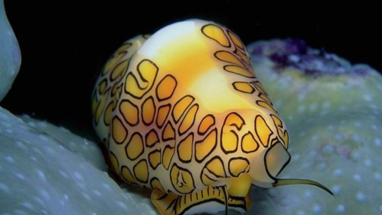 Медуза ярких цветов