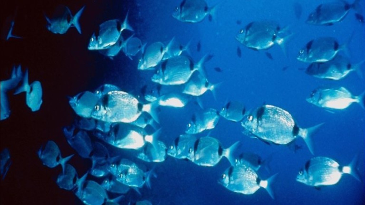 Морские жители