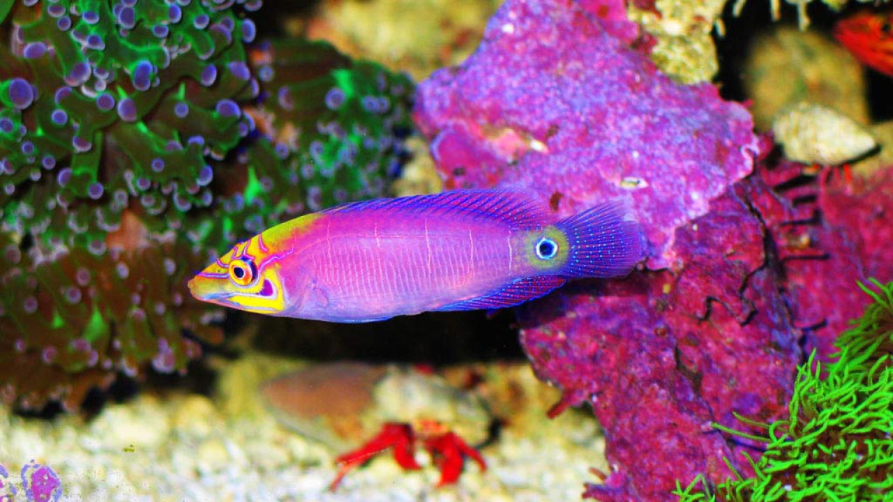 Караловые рыбки