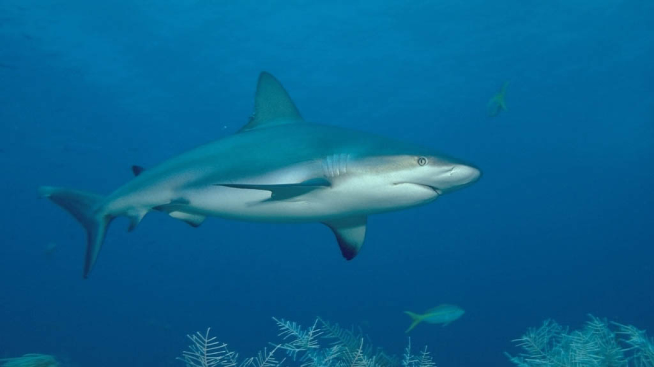 Акула хищная рыба