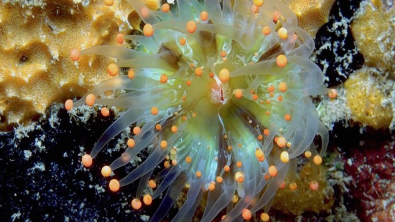 Морское животное