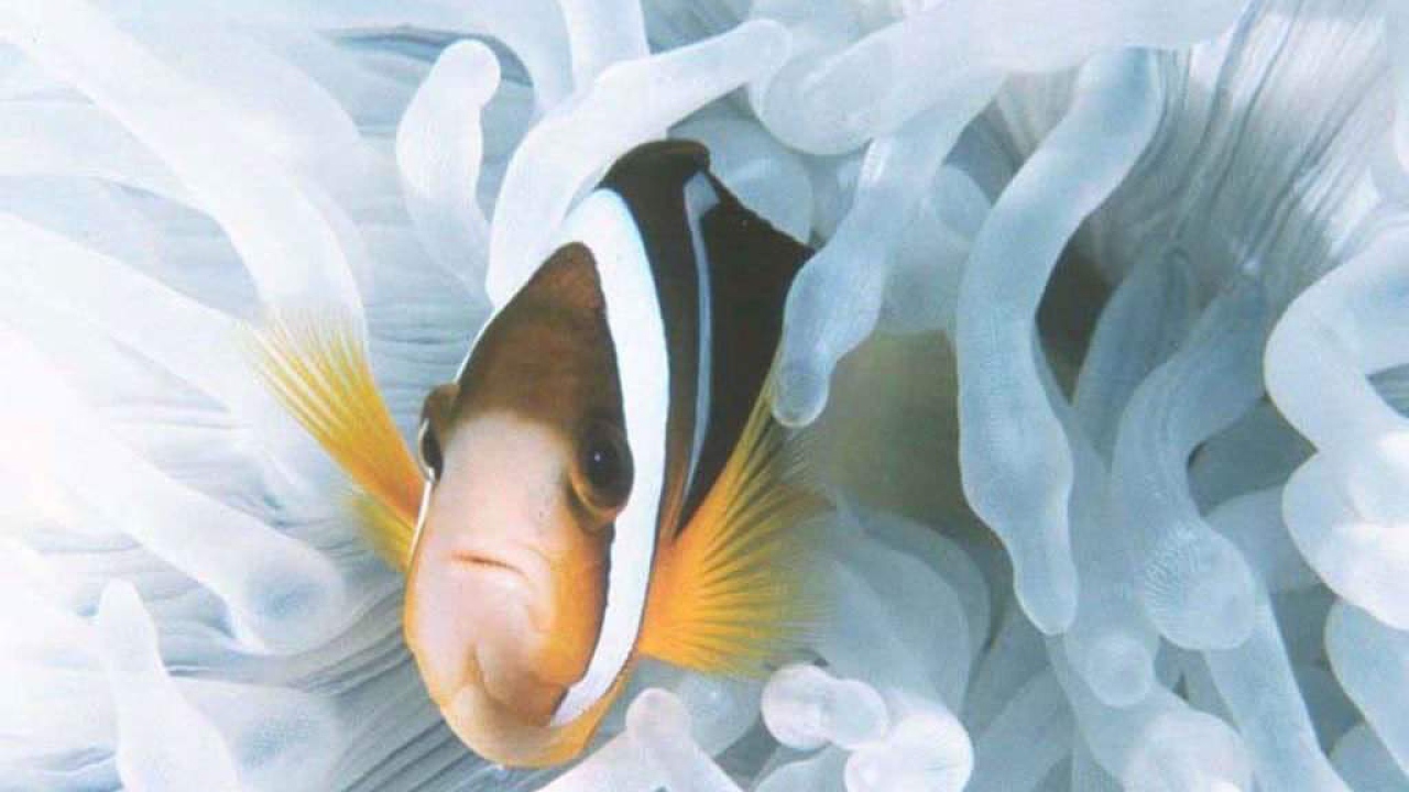 Морская рыбка