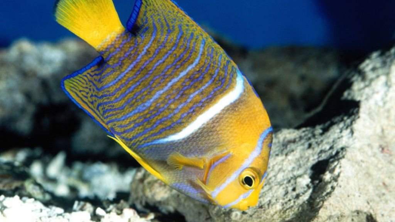 Рыба в полоску