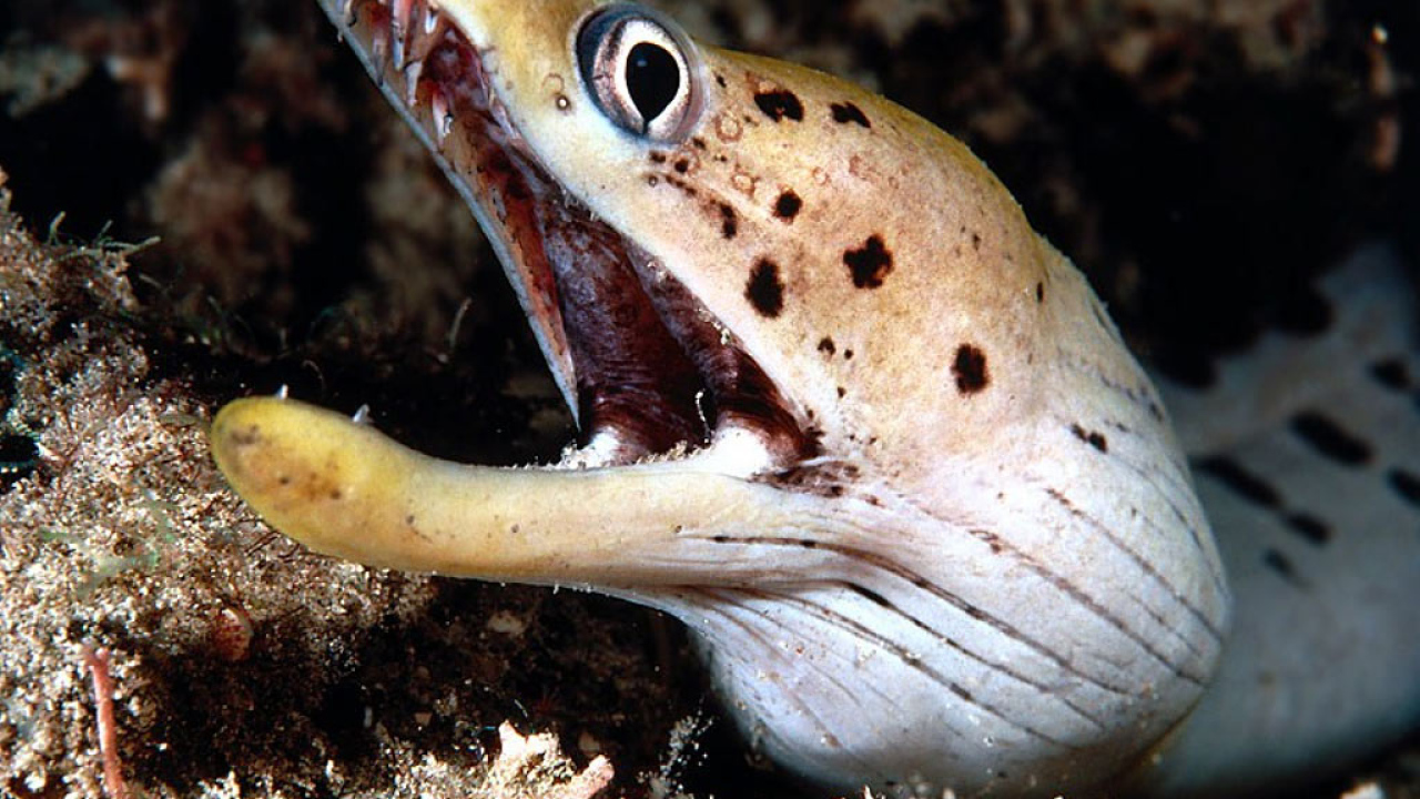 Морской змей