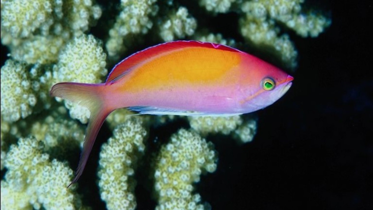 Жители моря