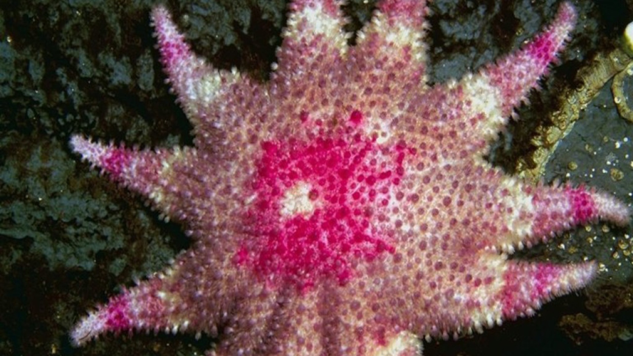 Морская звезда