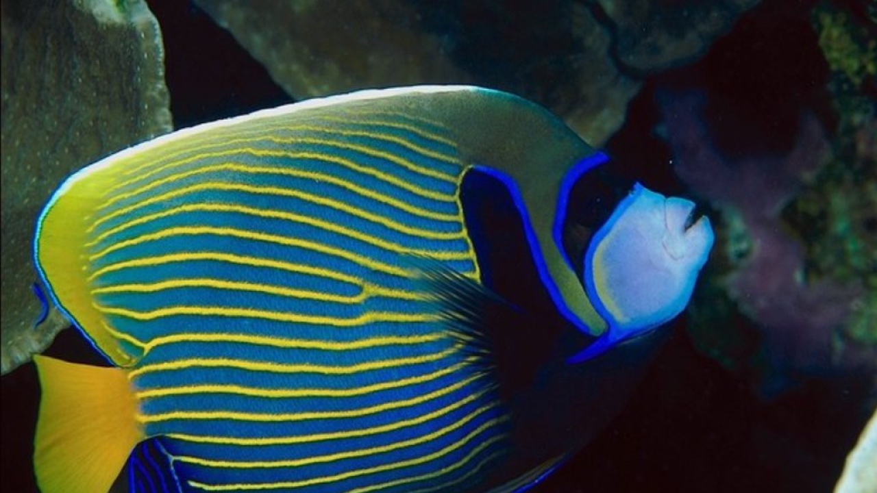 Рыба попугай