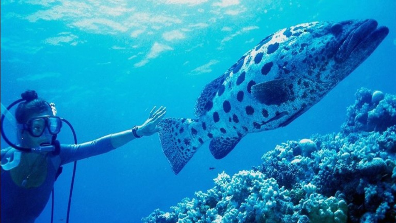 Большая морская рыба