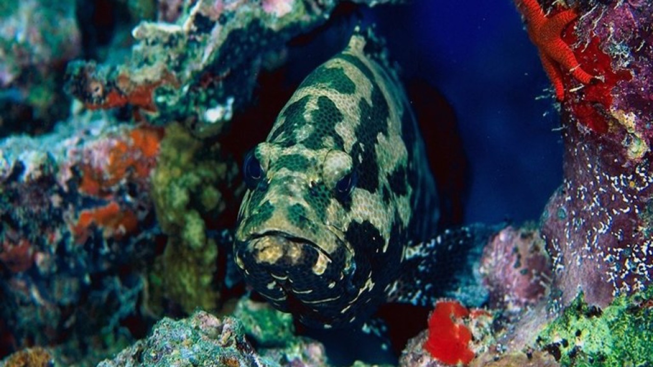 Глубинная рыба