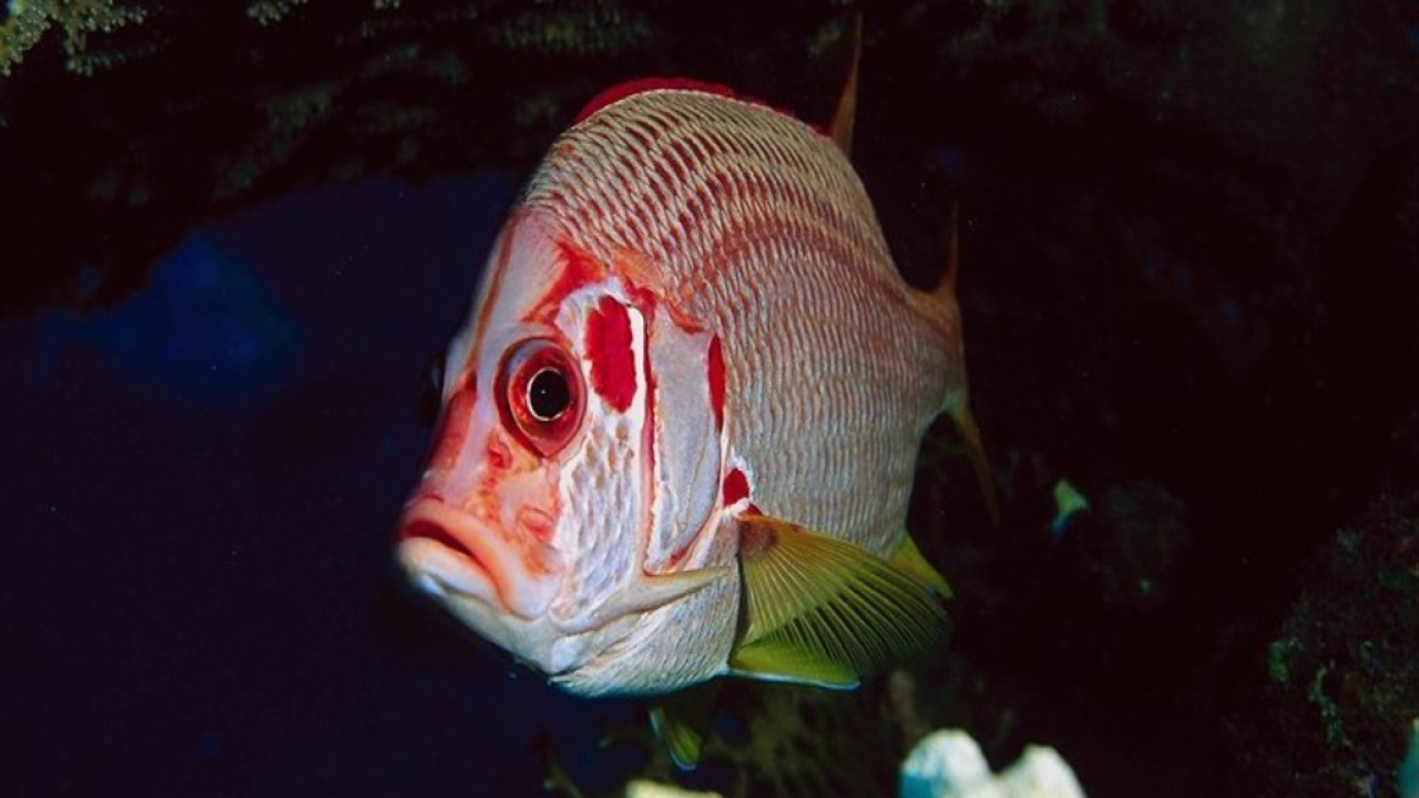 Рыба с красными полосками