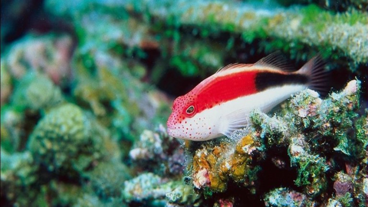 Красно-белая рыбка