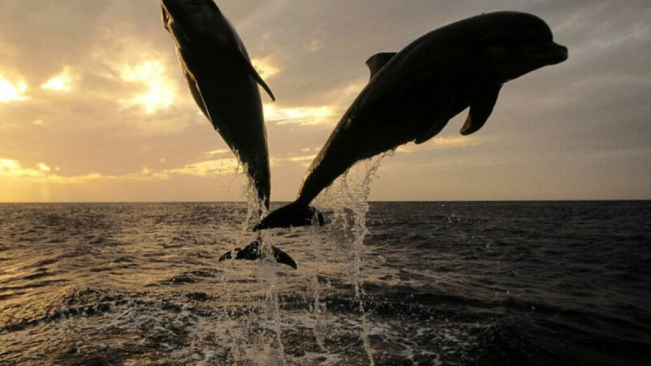 Дельфины в море