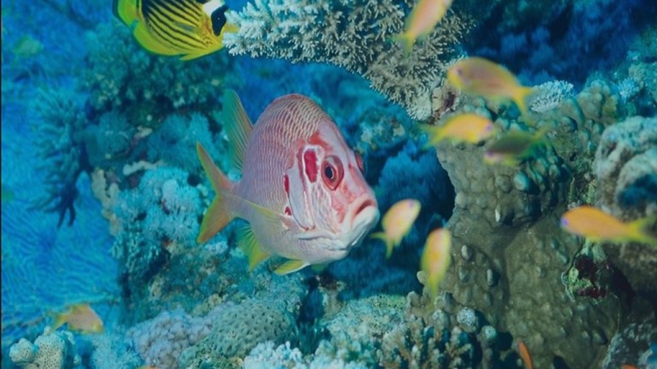 Экзотические морские рыбки