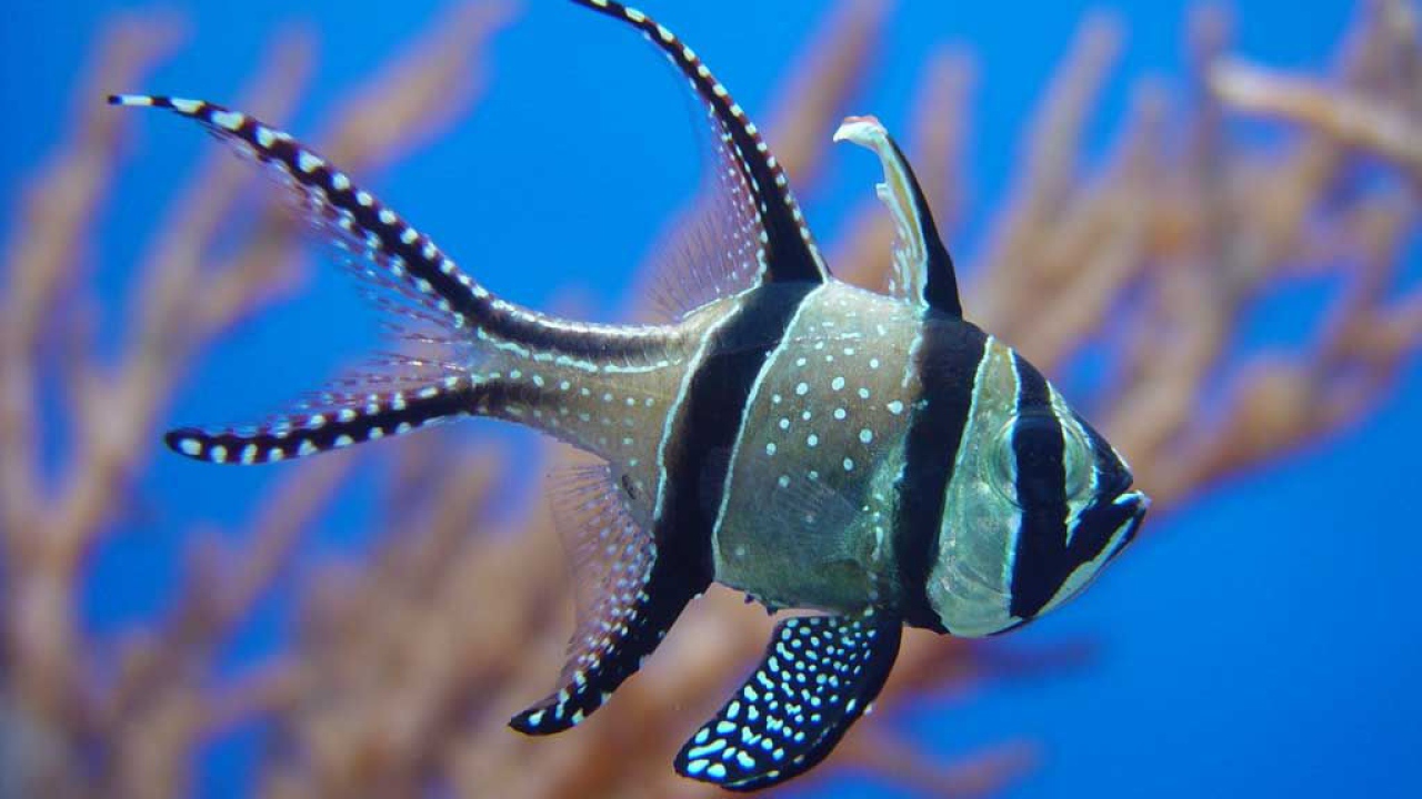 Колючая рыба