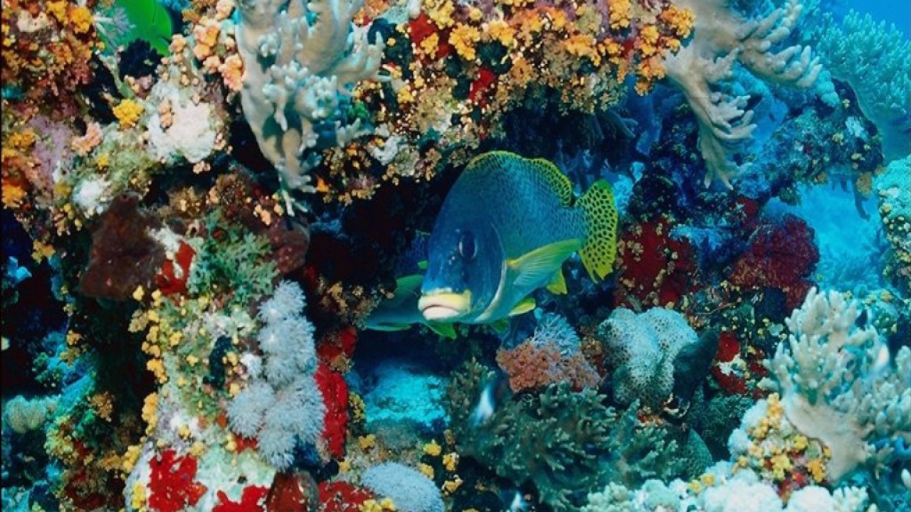 Морской микро мир