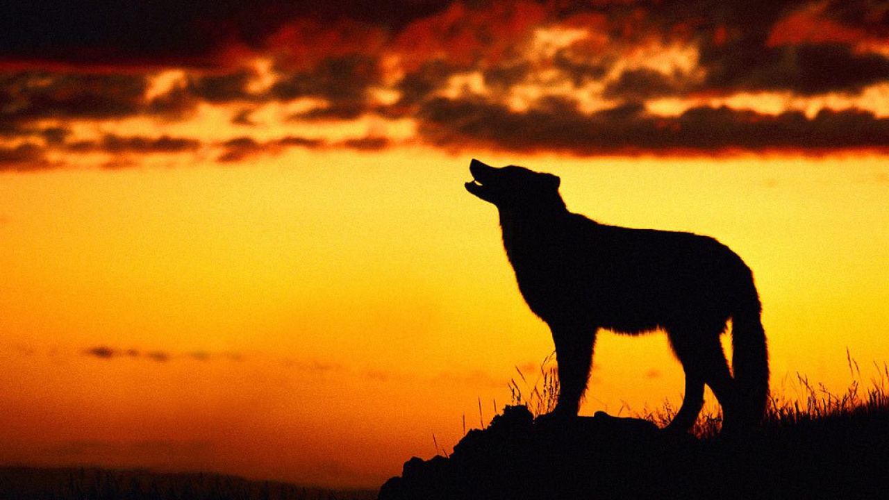 Волк на закате