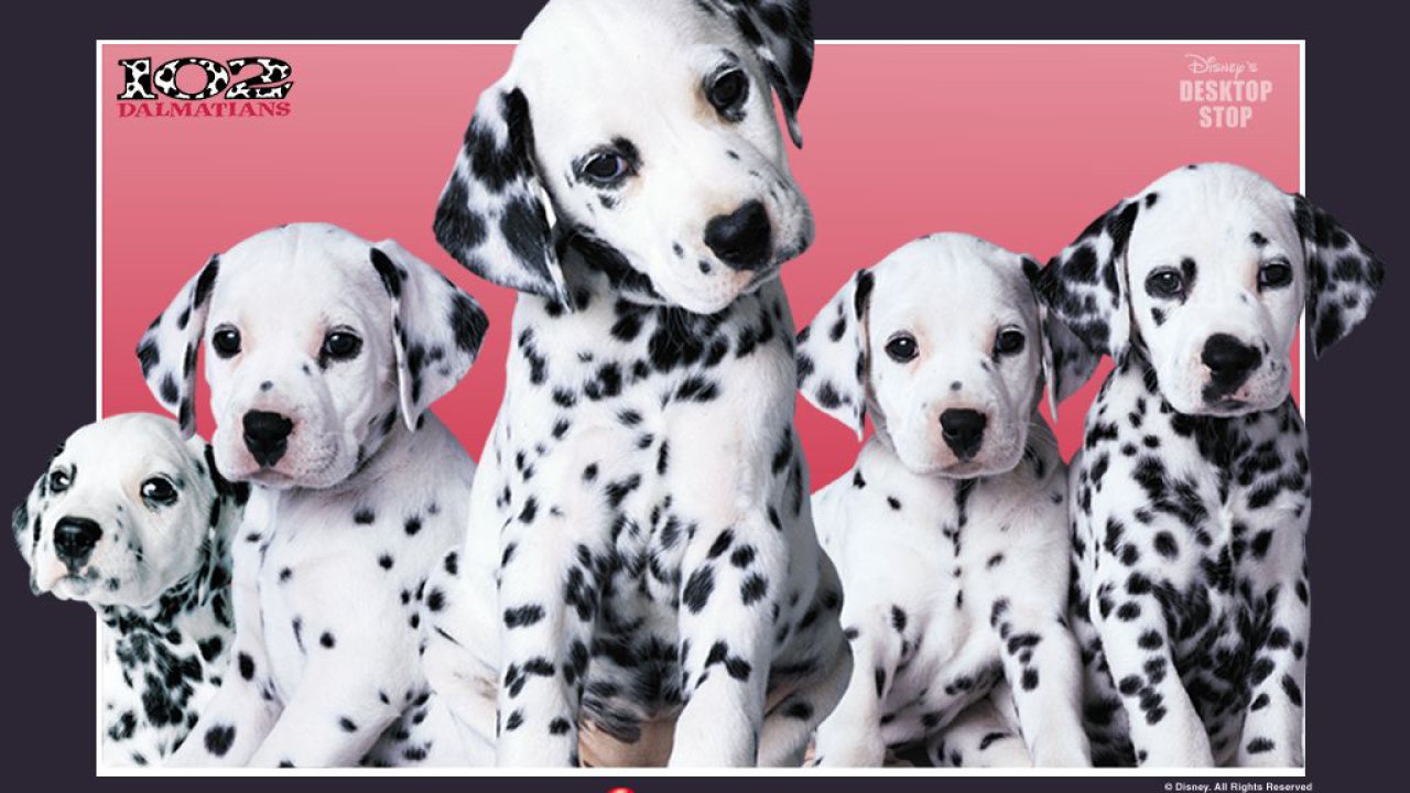 101 dalmatians