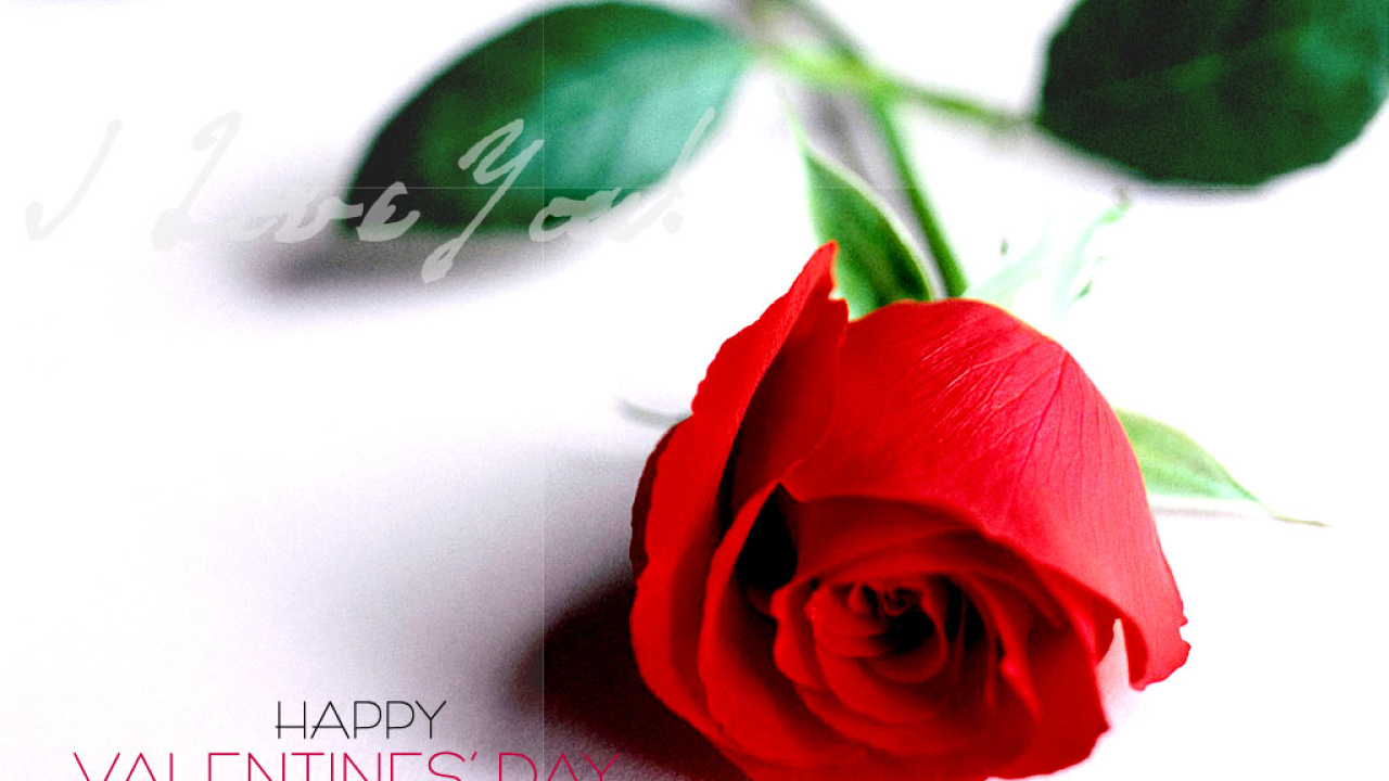 Роза в подарок на День святого Валентина