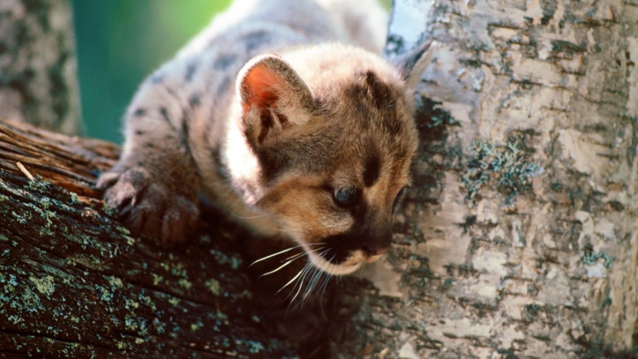 Серый кот на дереве