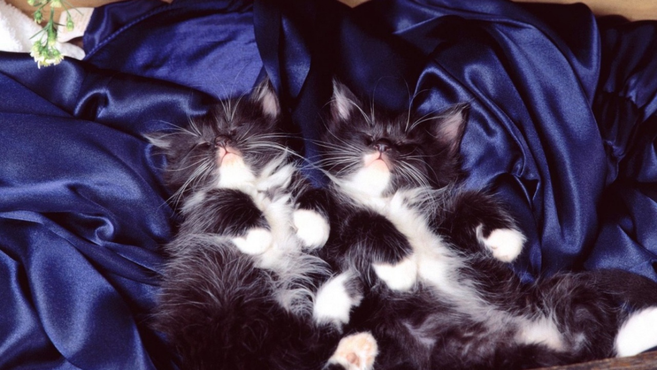 Два тёмных кота