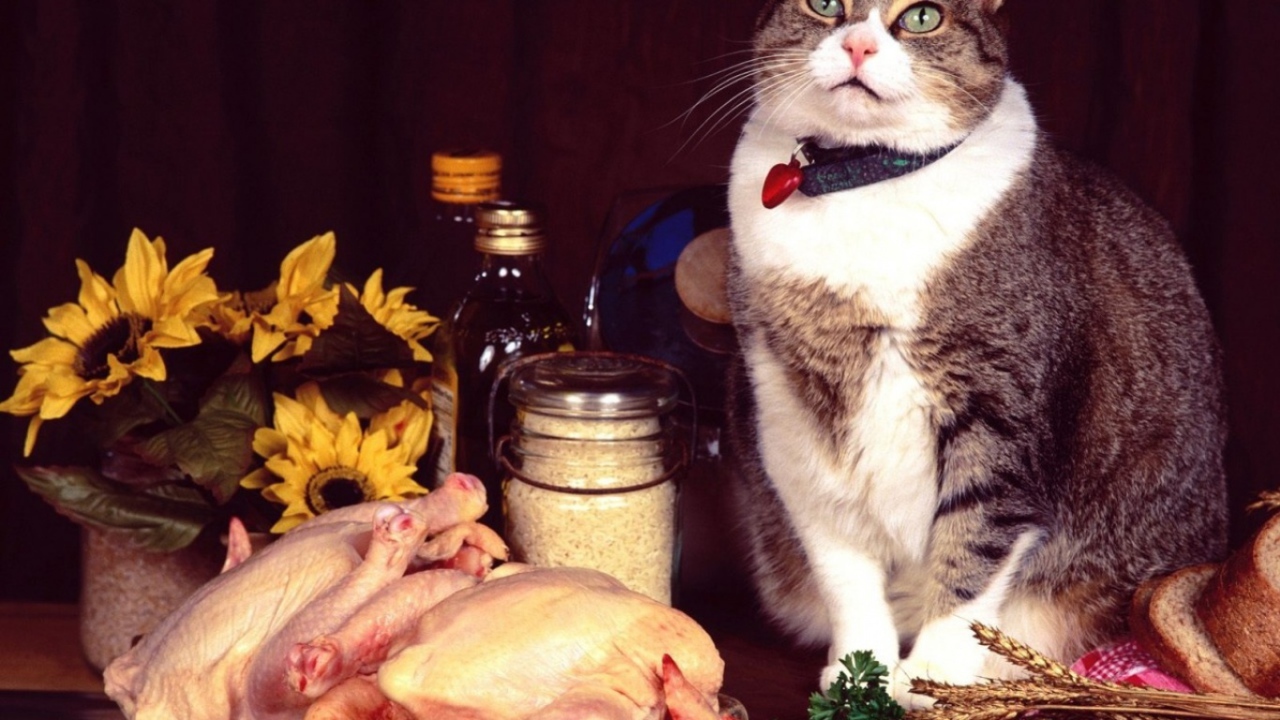 Кошка и еда