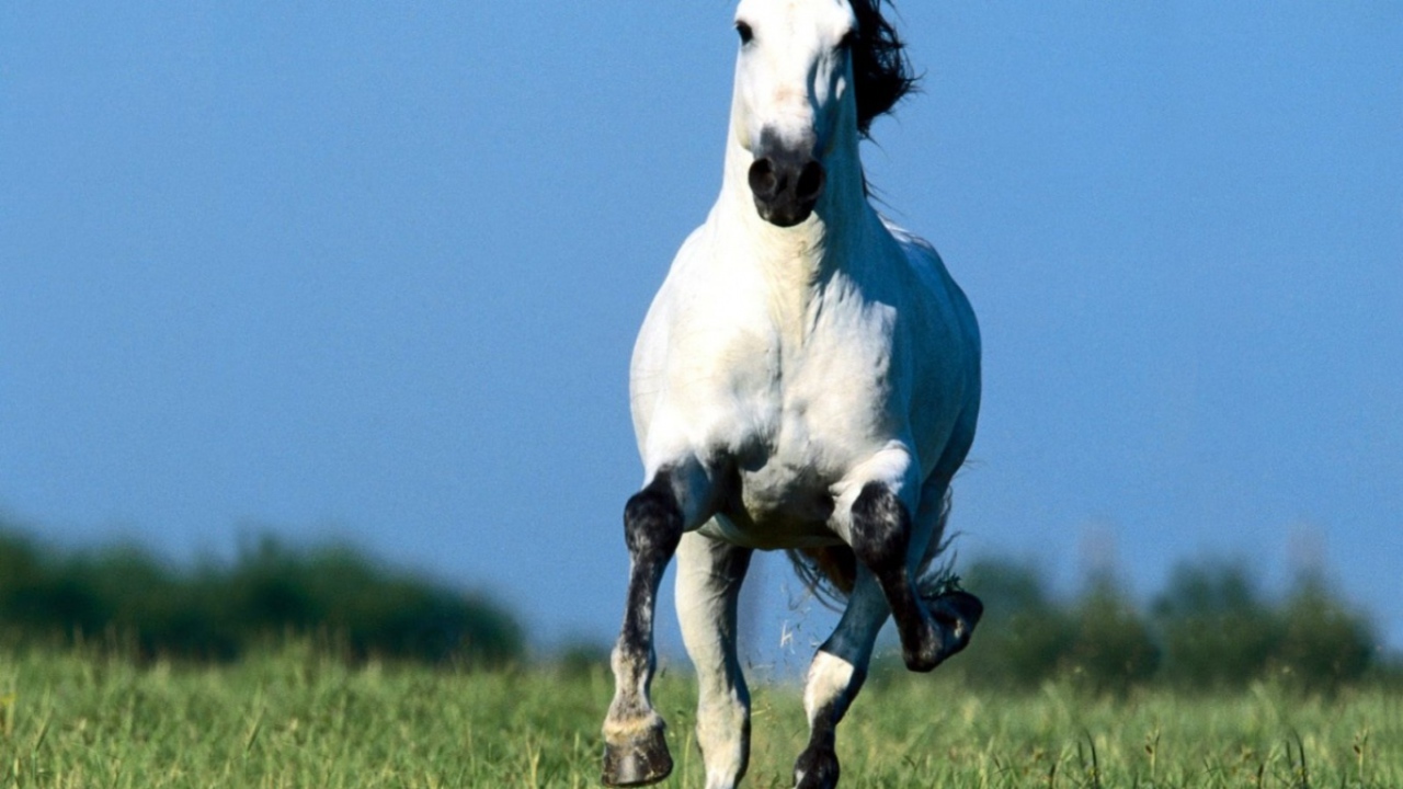 Белая лошадка