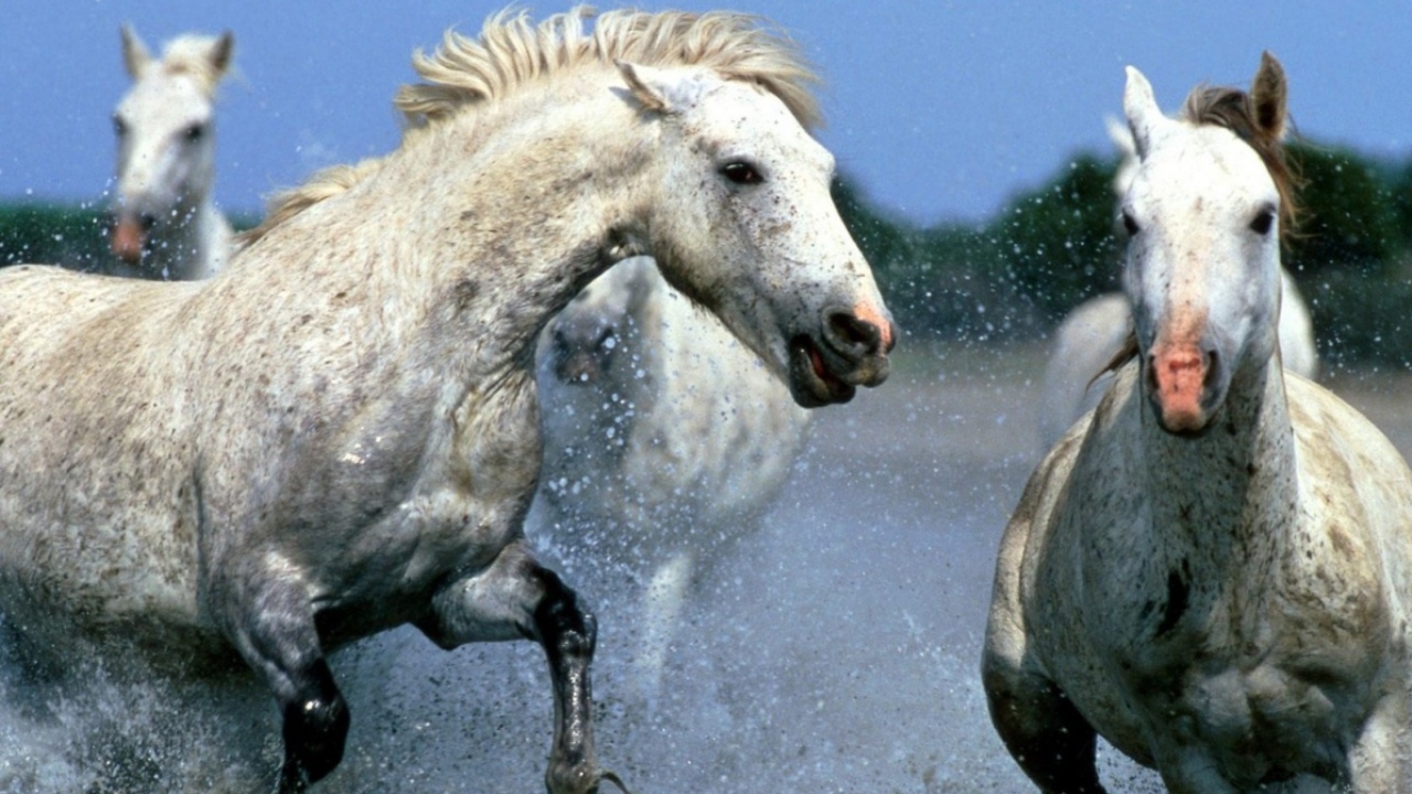 Лошадиные бега