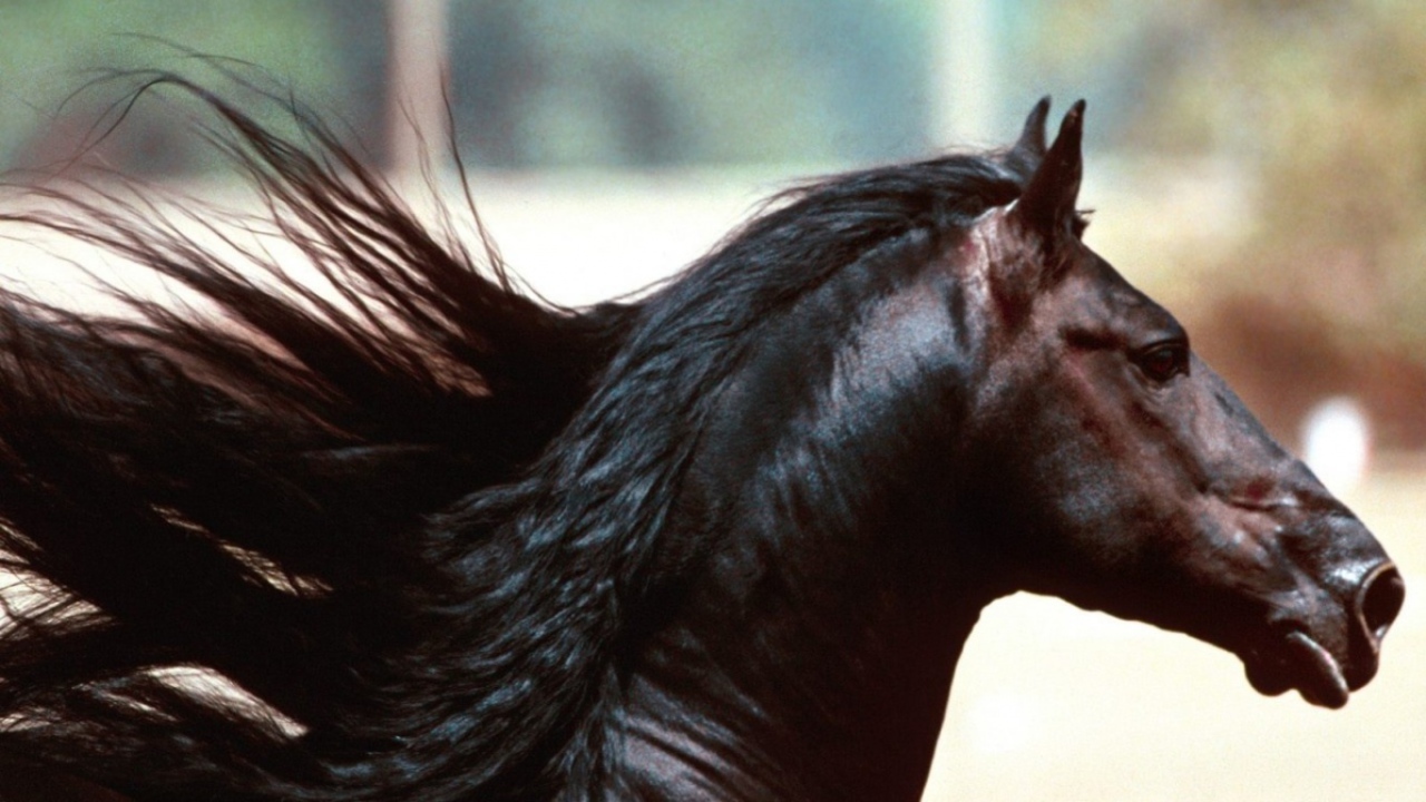 Красивый конь