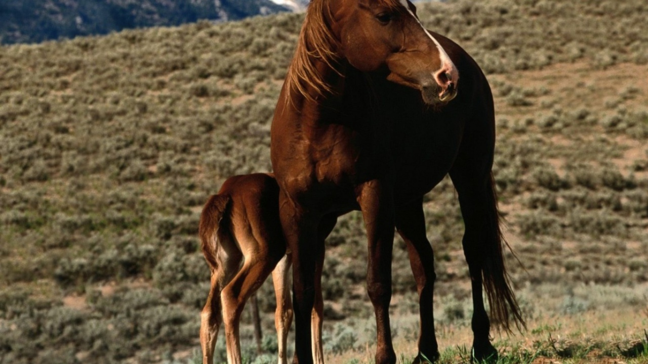 Лошадь и пони