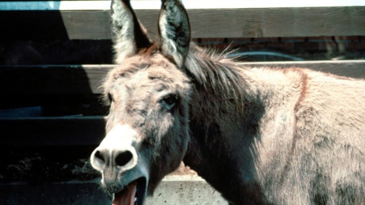 Смешная лошадь