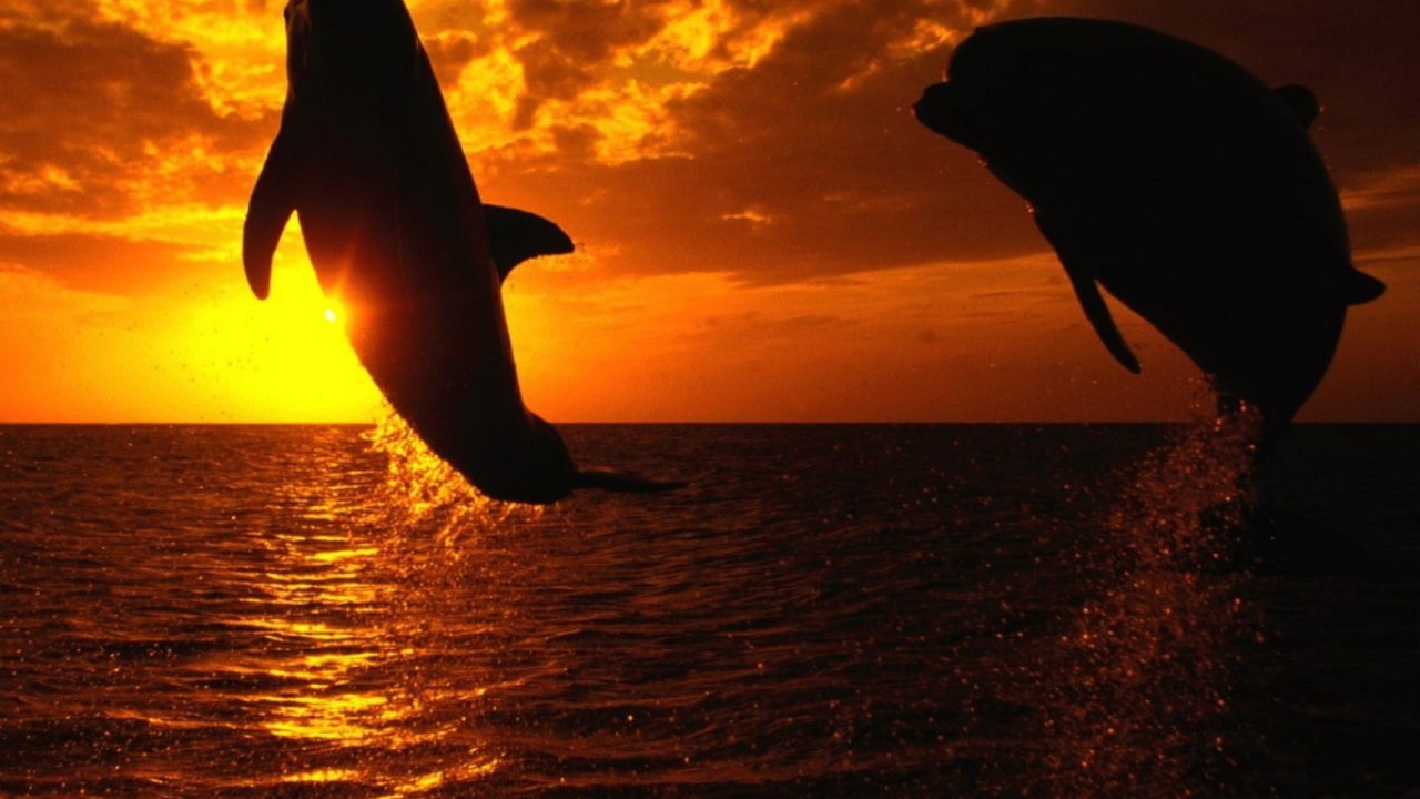 Дельфины на закате