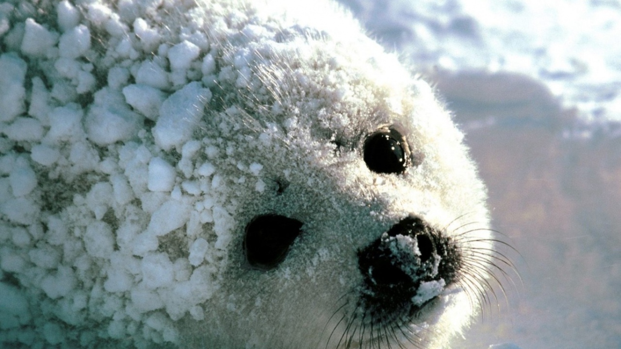Детеныш моржа