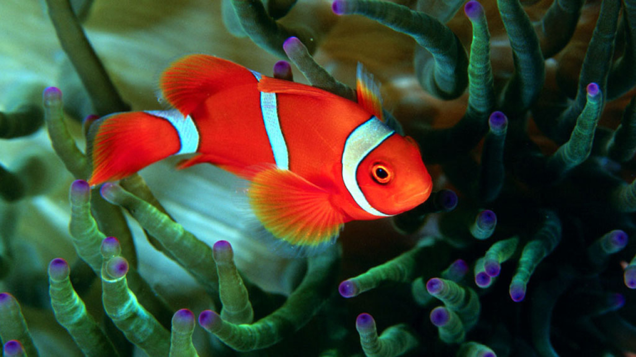 Красивая рыба